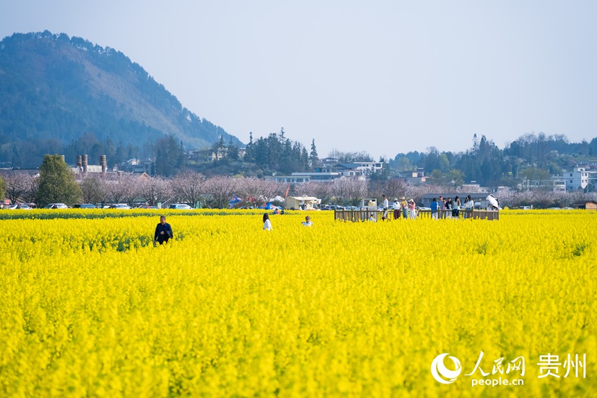 游客在油菜花田中賞花拍照。人民網記者 涂敏攝