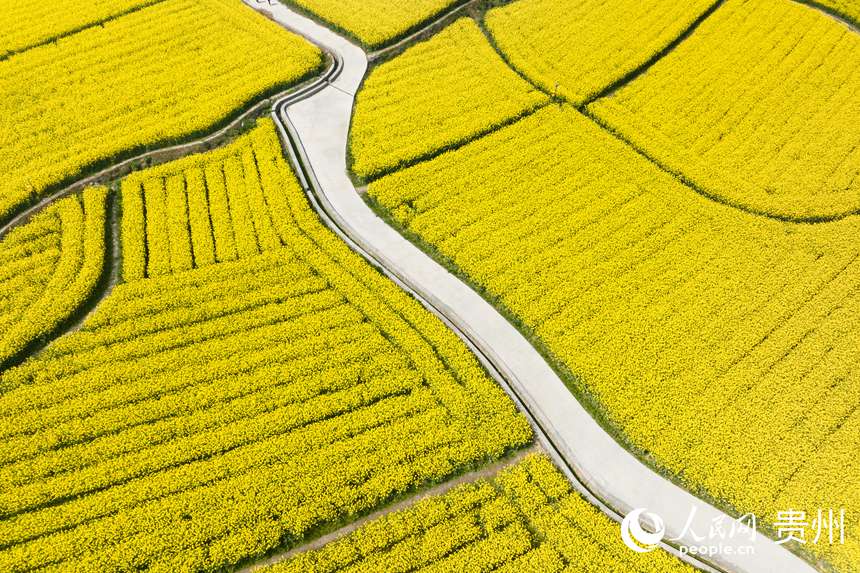 航拍貴定縣“金海雪山”景區盛開的油菜花。人民網記者 涂敏攝