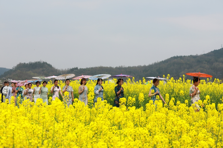 旗袍秀。楊家孟攝