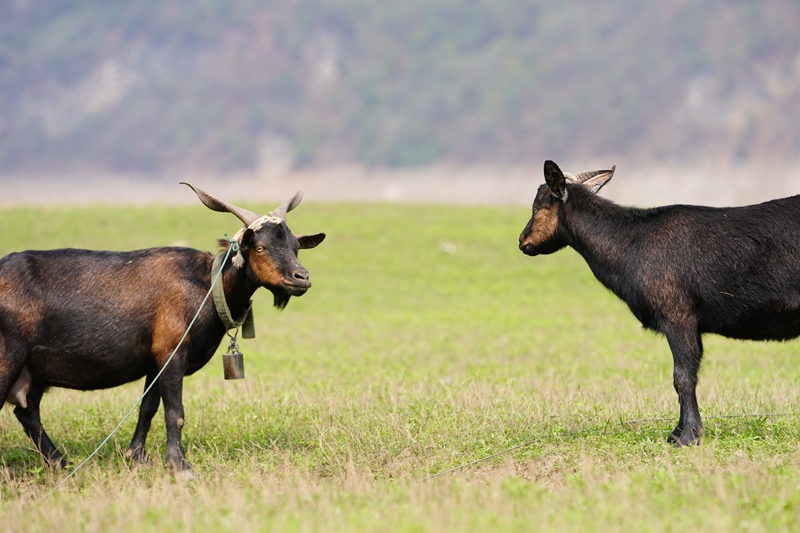 廣袤綠草地上，幾只黑山羊低頭愜意覓食。吳艷禹攝
