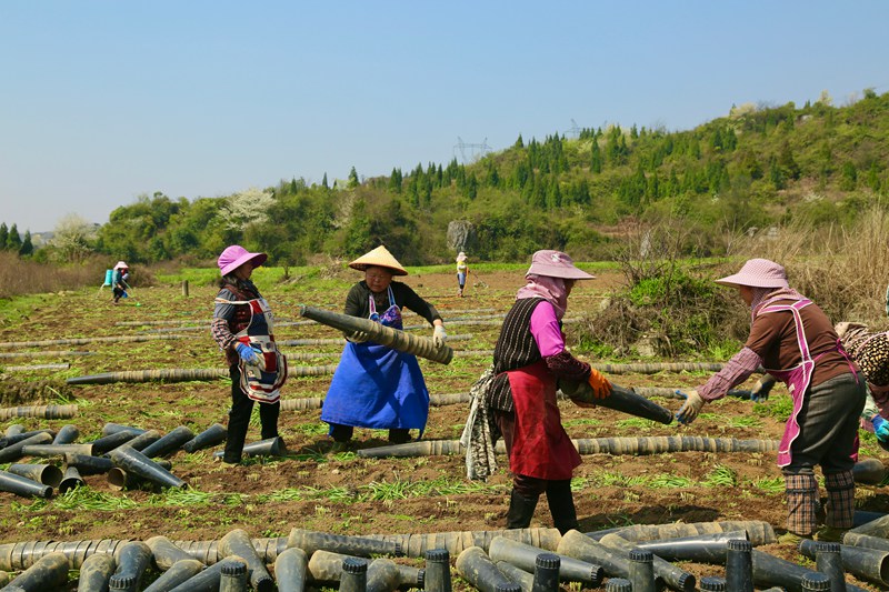 春季管護忙 韭黃產業旺。