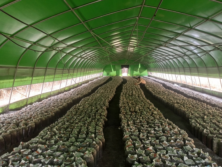 2025年3月23日，種植戶查看菌絲情況，江雪 攝（1）.jpg