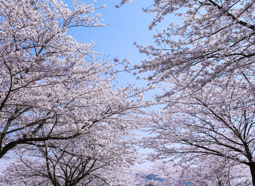 清鎮市紅楓湖畔 櫻花綻放。