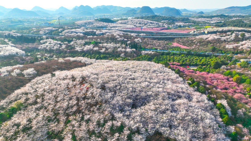 貴陽清鎮市紅楓湖的花海。