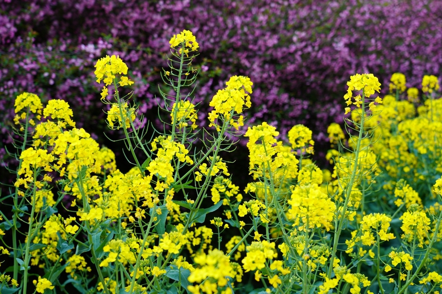 金色的油菜花。