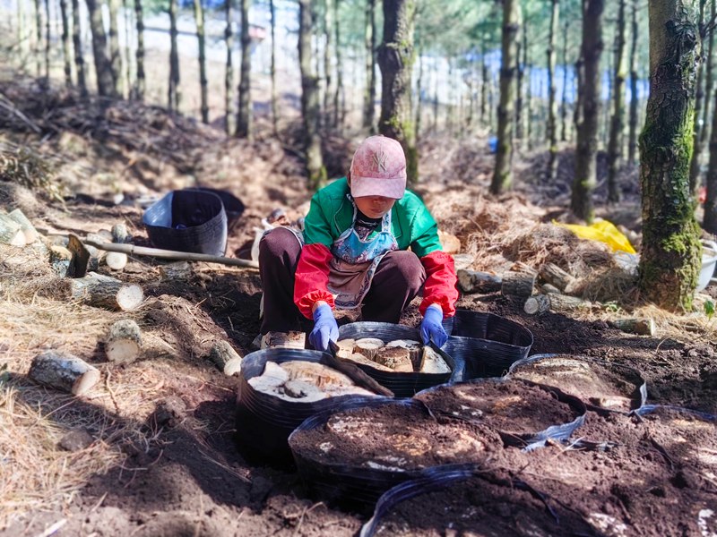 天麻種植現場。謝永奇攝