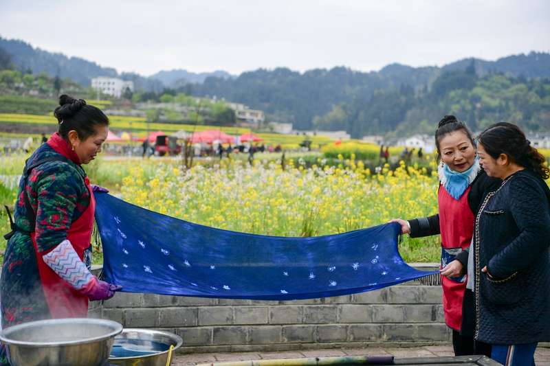 扎染的靛藍與油菜花的金黃相映成趣。