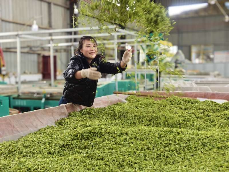 4月1日，松桃一誠茶業有限公司制茶車間負責人楊萍正在攤茶。任濤攝