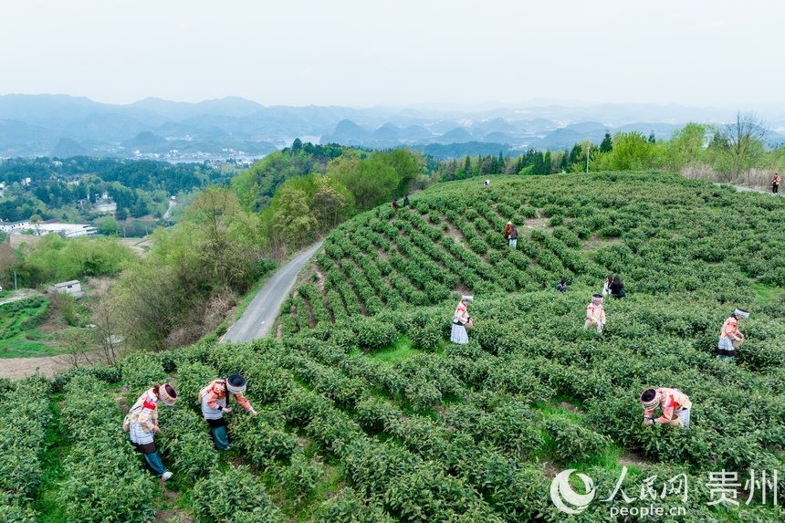 神鵲茶場內，采茶女在采摘新茶。人民網記者 涂敏攝