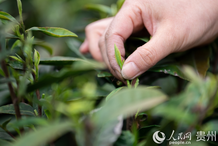 神鵲茶場內，采茶女在采摘新茶。人民網記者 涂敏攝