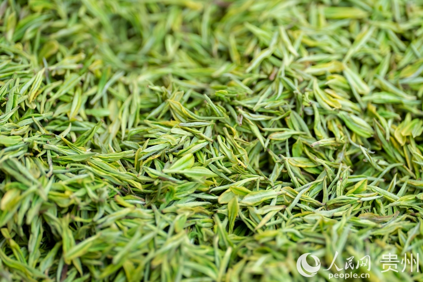 活動現場等待炒制的茶芽。人民網記者 涂敏攝