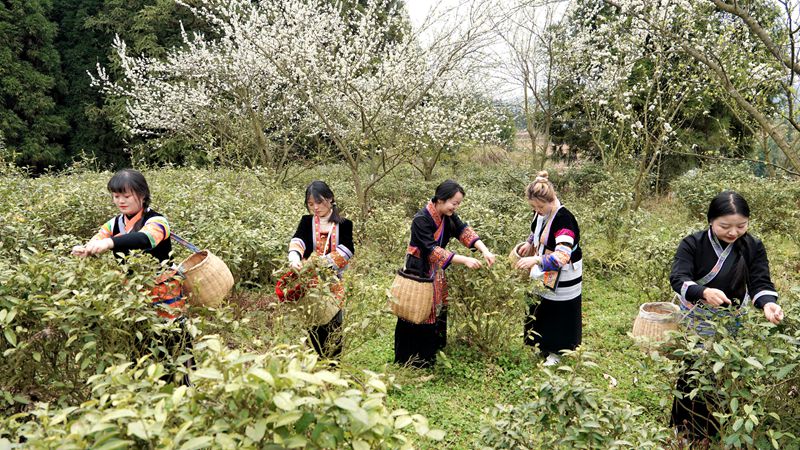 春茶開采，野生生態茶成新寵。