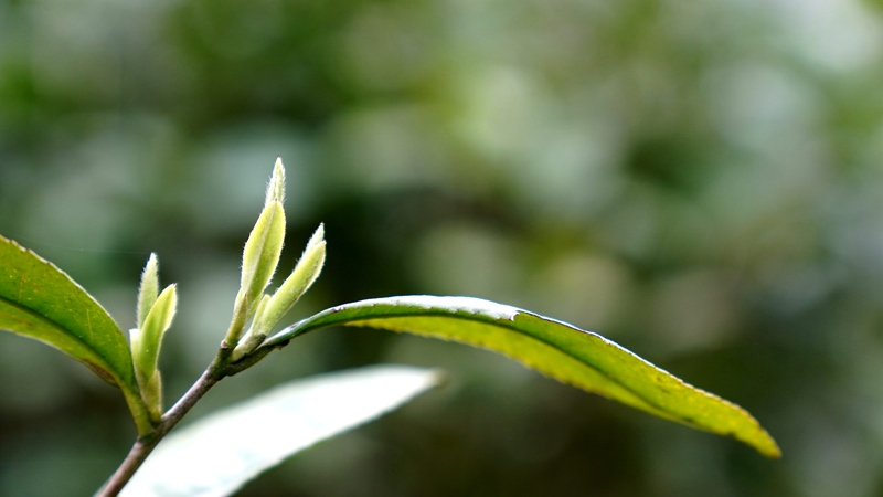 春茶開采，野生生態茶成新寵。