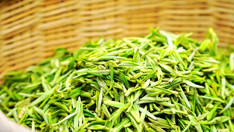 春茶開采，野生生態茶成新寵。