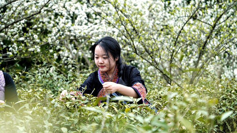 春茶開采，野生生態茶成新寵。