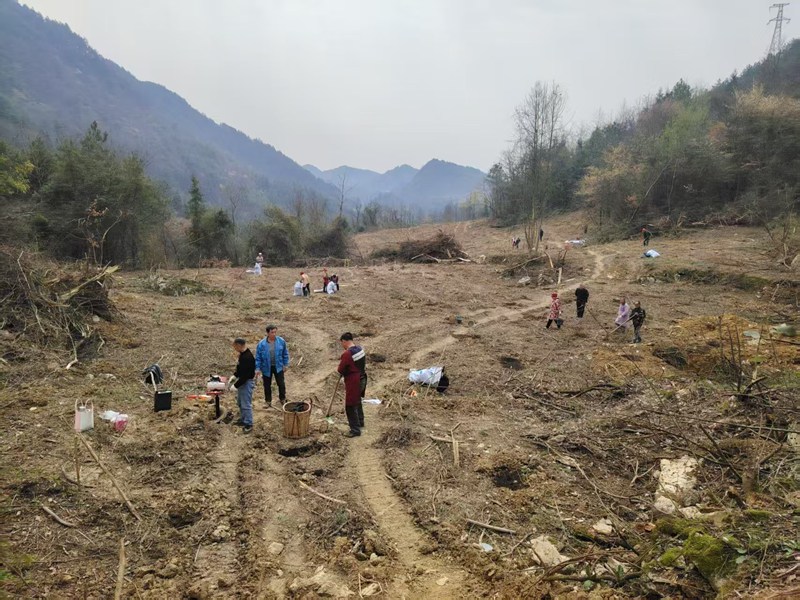 花橋鎮長安營村油茶基地建設如火如荼。
