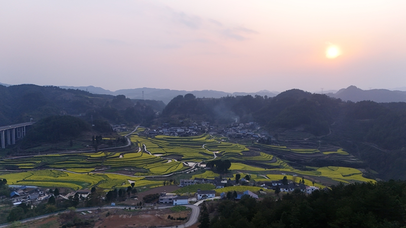  夕陽下的油菜花海。