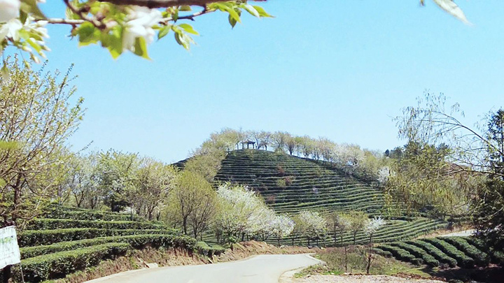 1 圖為茶葉基地