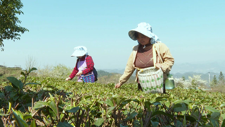 2 圖為采茶工人忙著采茶