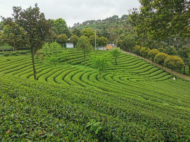 藍芝茶葉 張海松