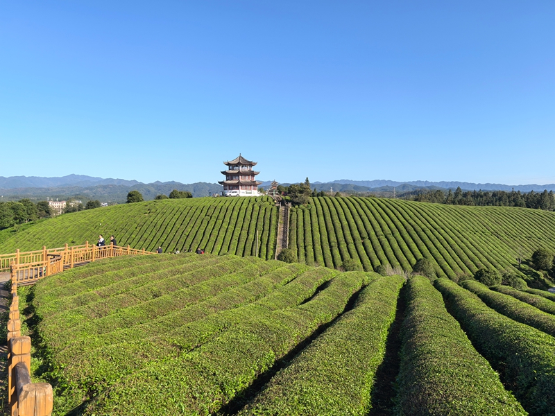 圖為游客在黎平縣高屯街道萬畝茶園觀光（曹楊軍 攝）