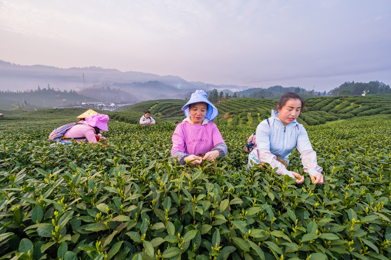 圖為黎平縣德鳳鎮黎平寨村大坪茶廠采茶女工在采摘春茶。（李必祥 攝）