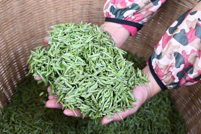 采摘的春茶。楊豪攝