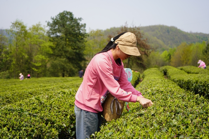 參賽選手正在采摘茶青 黃源匯 攝 (4).jpg