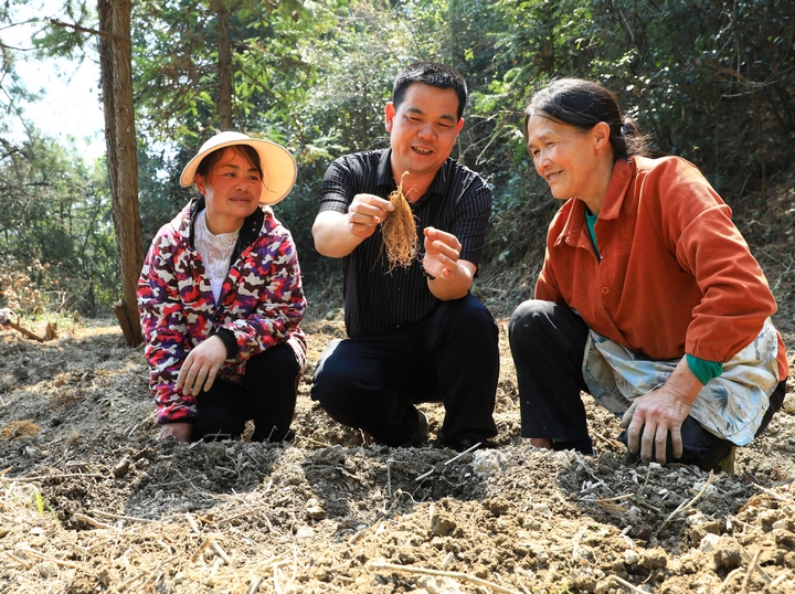 貴州苗云瑞鶴中藥材產業發展有限公司總經理楊勝武（中）在給柳寨村村民做技術指導。楊潔茹 攝.jpg