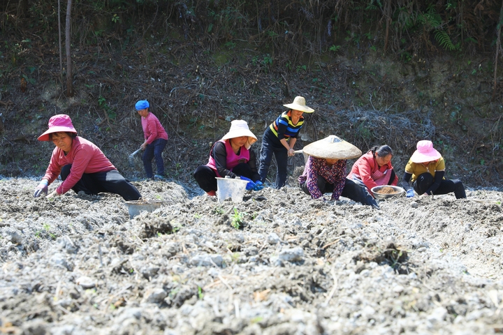 柳寨村村民正在種植威靈仙。楊潔茹 攝（1）.jpg