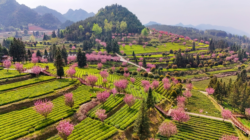 印江自治縣新寨省級生態茶葉示范園區萬畝茶海櫻花競相綻放。王東 攝 