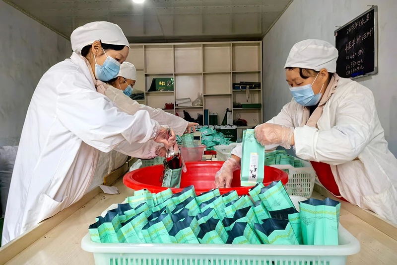 3 圖為鎮寧民生茶葉種養專業合作社茶葉加工廠工人正在包裝新茶