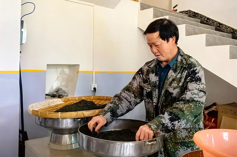 5 圖為茶農黃坤在自己的茶葉加工坊制茶