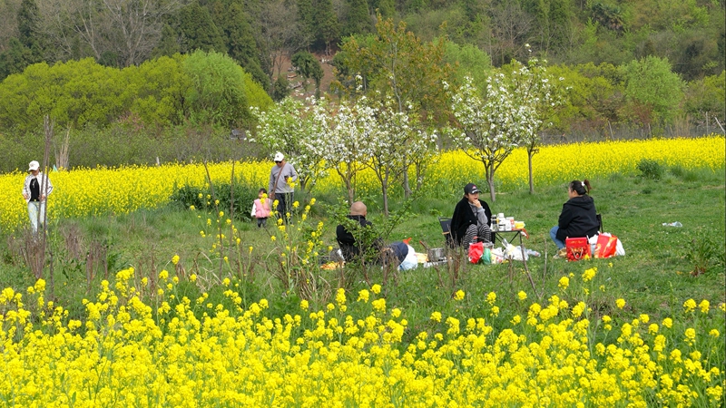 游客們駐足于油菜花田。