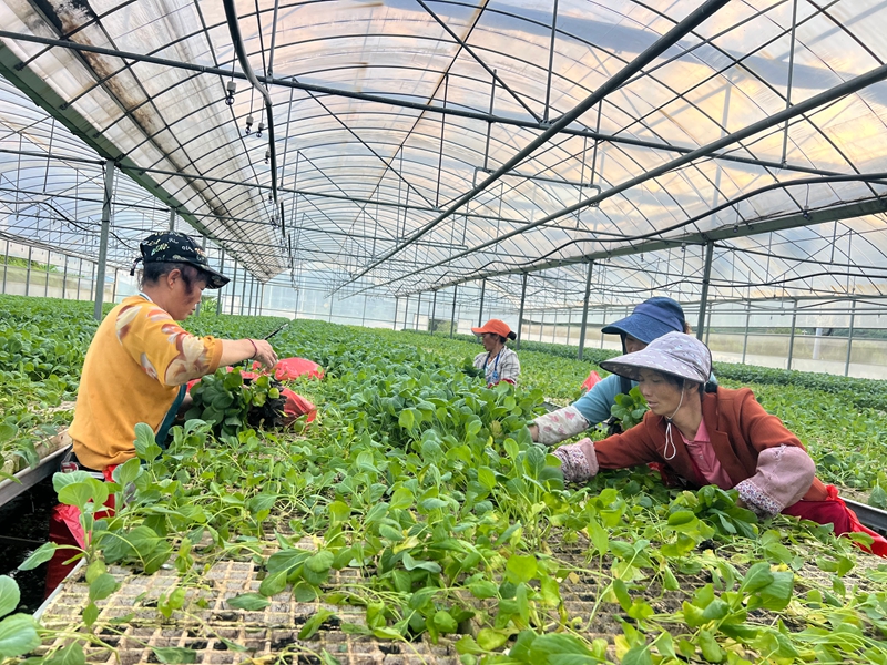 2附近的村民在大棚里忙碌地移苗。