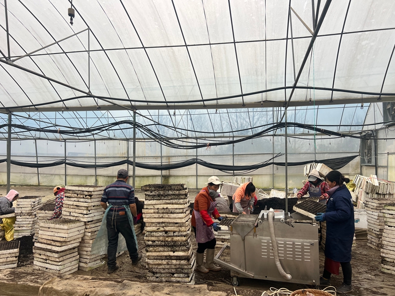 3機器播種現場（施分右邊黑色衣服）。