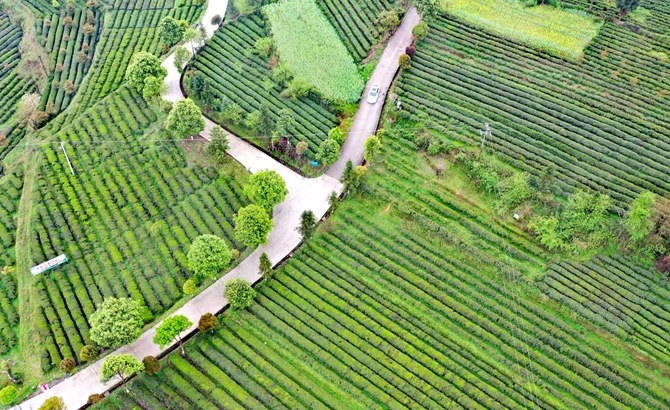 貴州石阡：43.6萬畝茶園進入春季采收旺季