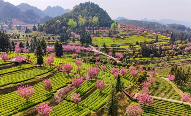 印江：茶海櫻花綻放春日美景 賞花制茶趣味無窮
