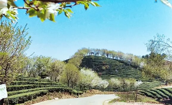 生態茶山迎來八方游客 茶旅融合賦能鄉村振興