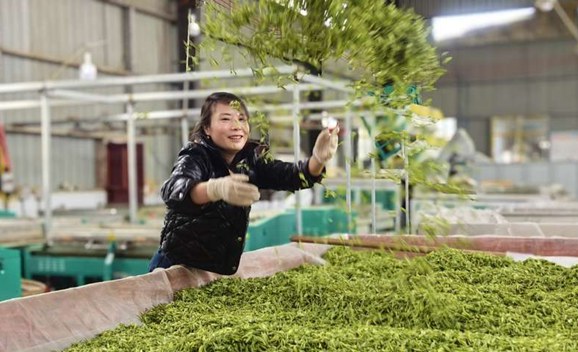 松桃：春茶吐綠 明前茶采摘正當時