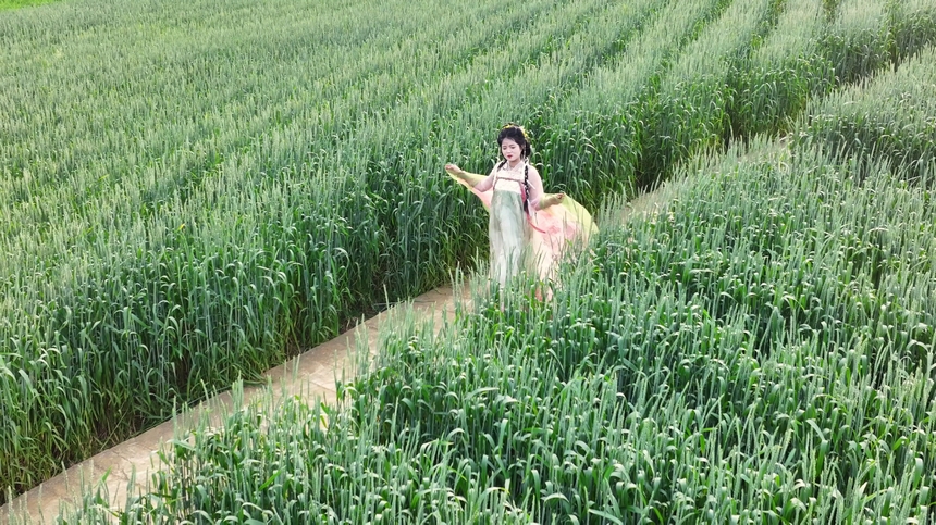 2025年4月9日，貴州省納雍縣百興鎮萬畝麥田漢服舞蹈表演 。