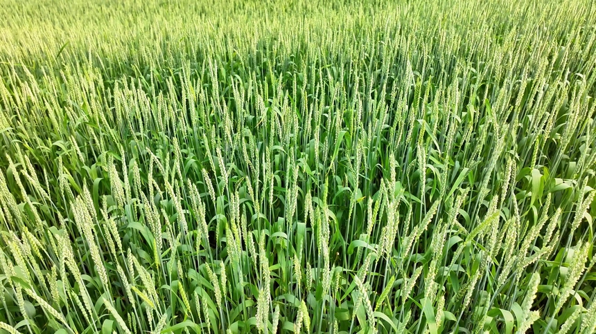 2025年4月9日，貴州省納雍縣百興鎮萬畝麥田。