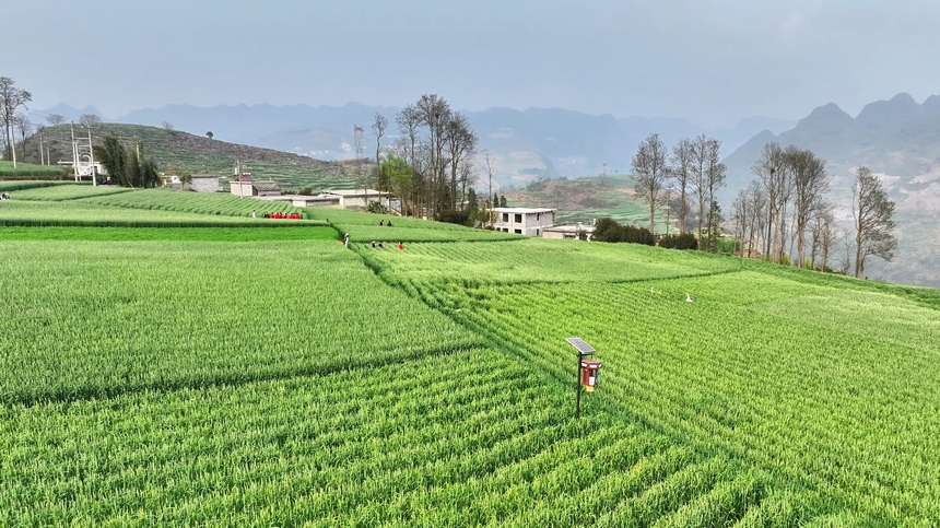 2025年4月9日，貴州省納雍縣百興鎮萬畝麥田。