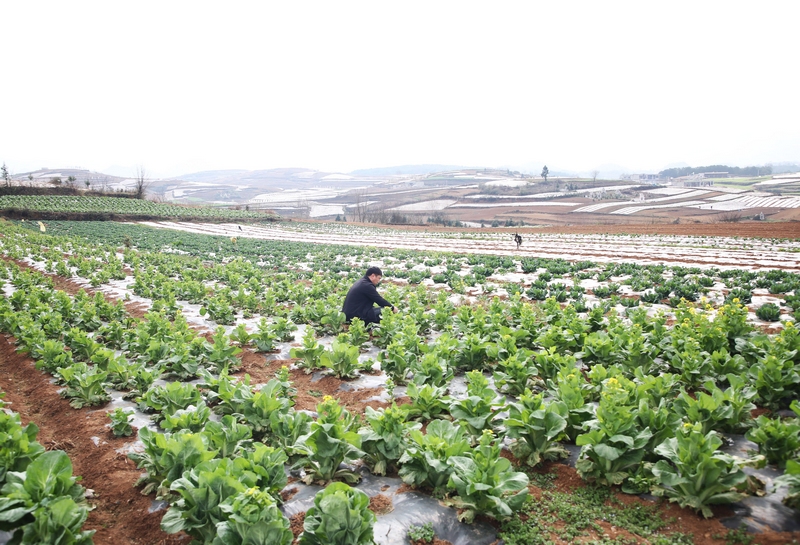 草海鎮鄭家營村蔬菜基地一角。