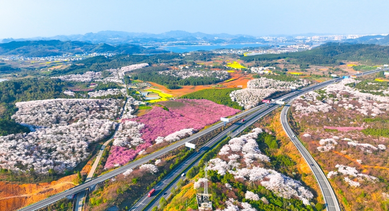 清鎮市紅楓湖鎮右二村櫻花競相開放。圖為航拍圖