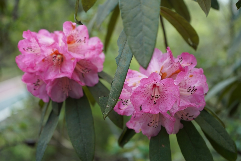 盛開的杜鵑花。黃源匯攝