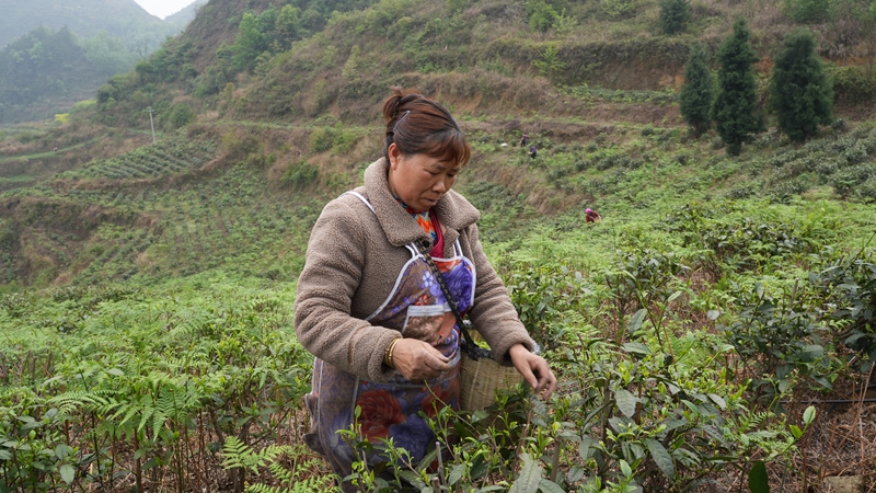 圖為春茶采摘忙。