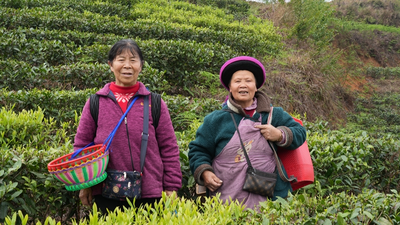 圖為春茶采摘忙。