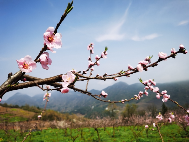達依鄉龍塘村飛翔高原紅水果基地待認領的桃樹。唐興堯 攝 (2).jpg