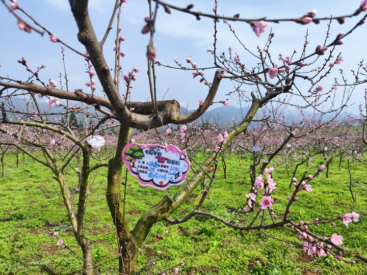 達依鄉龍塘村飛翔高原紅水果基地已被認領掛牌的桃樹。唐興堯 攝.jpg